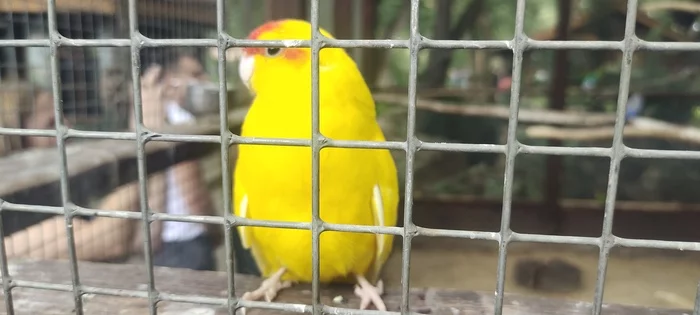 I'm not fat, I have a feathered bone - My, A parrot, Lovebirds, Loga Park, Kakariki (Jumping Parrots)