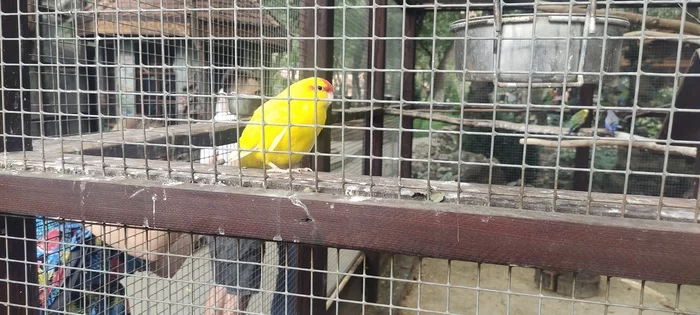 I'm not fat, I have a feathered bone - My, A parrot, Lovebirds, Loga Park, Kakariki (Jumping Parrots)