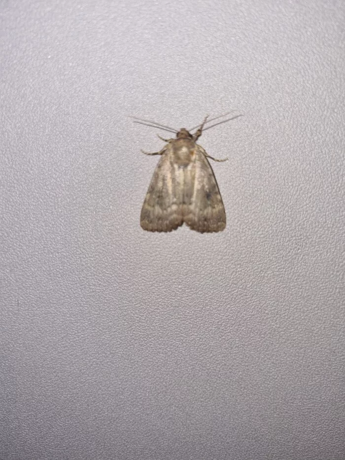 What kind of animal is that? - My, Insects, House, Moth