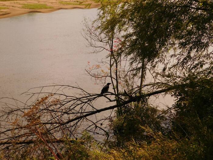 Pensive Raven Philosopher - My, Birds, Landscape, River, Beautiful