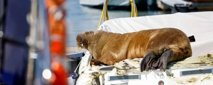 Norway euthanizes tourist favorite walrus Freya 'for security reasons' - Society, Norway, Walruses, Wild animals, Euthanasia, Longpost, Repeat