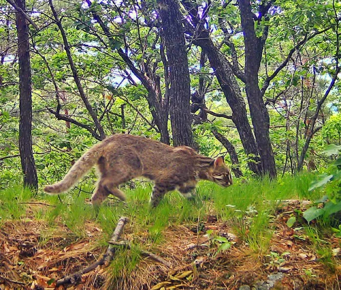 On soft paws - Far Eastern Forest Cat, Small cats, National park, Land of the Leopard, wildlife, Predatory animals, Phototrap, Primorsky Krai, Rare view, Red Book, Cat family, Wild animals, beauty of nature, The photo, Taiga