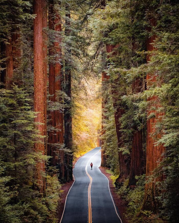 Walk among the redwoods - The photo, Sequoia, USA, Repeat, Road