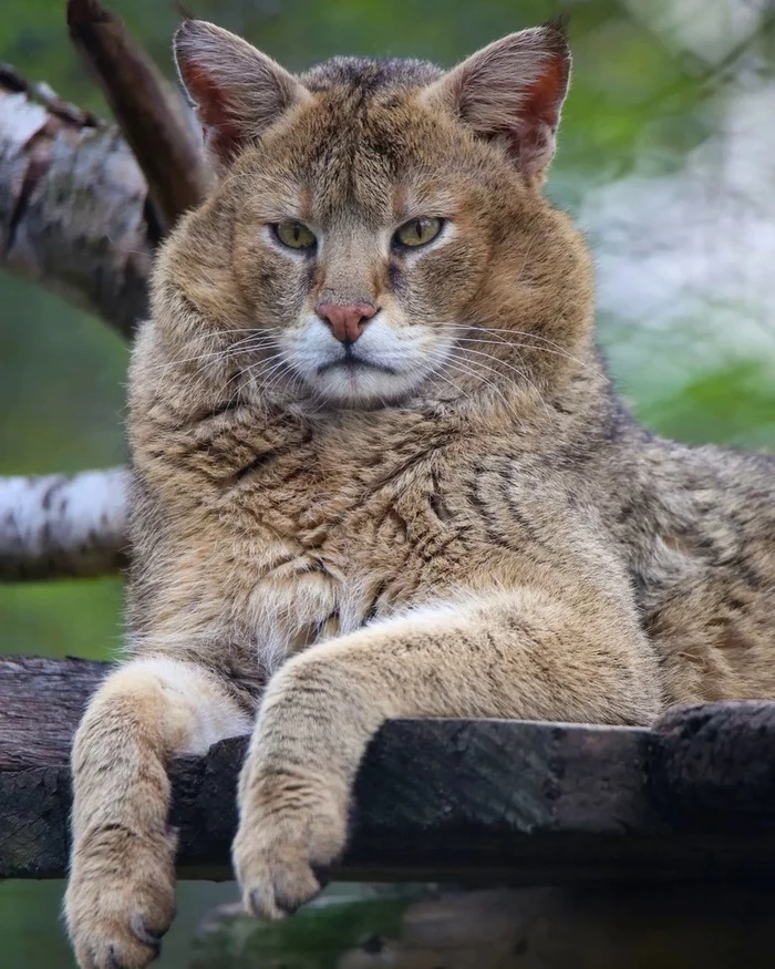 The expression of the muzzle, as if remembering: turned off the iron or not - Jungle cat, Rare view, Small cats, Cat family, Predatory animals, Mammals, Animals, Wild animals, Zoo, The photo