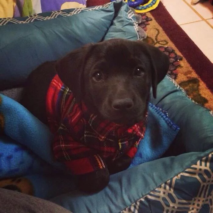 Is it true that girls fall for guys in flannel shirts? - Dog, Puppies, Shirt, Milota, Labrador