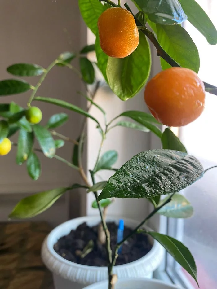 tangerine tree - Citrus, Tangerines