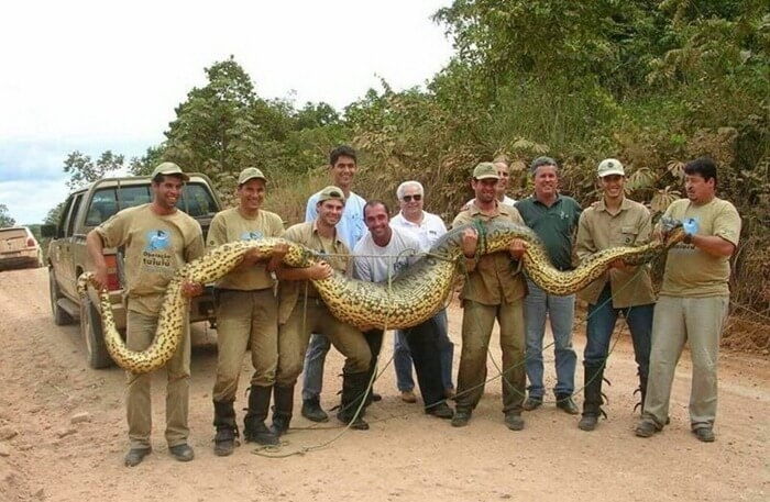 Сетчатый питон (Python reticulatus) Интересное, Рекорд, Змея, Сетчатый питон