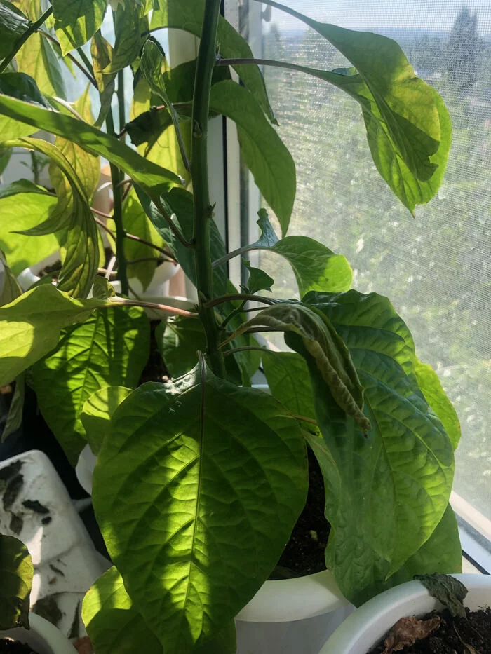 Need help and advice for a beginner enthusiast - My, Hot peppers, Help, Longpost