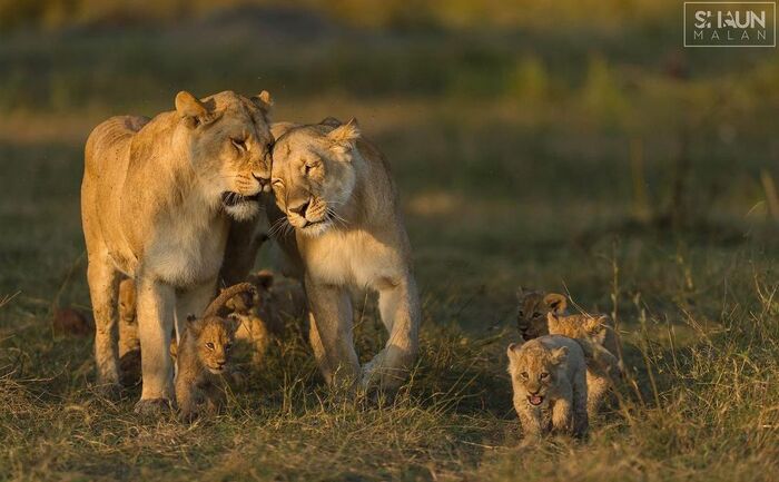 Сёстры выгуливают детей