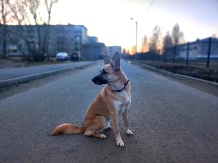 doggie in tape - My, Dog, Animals, The photo, Walk, Dog days