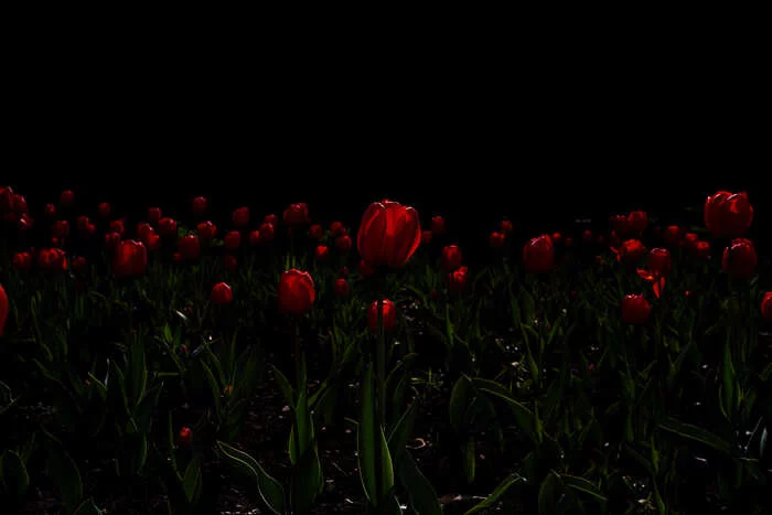 red tulips - My, The photo, Photographer, Flowers, Tulips, Plants, Bud, Bloom