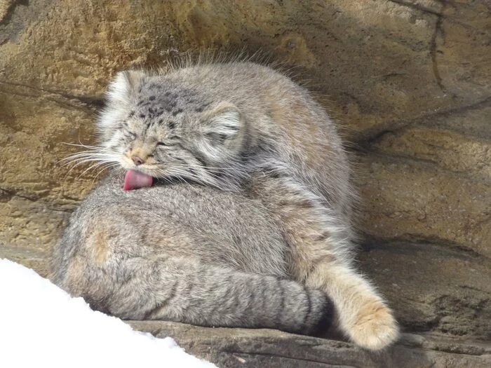 morning routine - Pet the cat, Pallas' cat, Small cats, Cat family, Predatory animals, Mammals, Animals, Wild animals, Zoo, The photo, Washing, Fluffy, Longpost