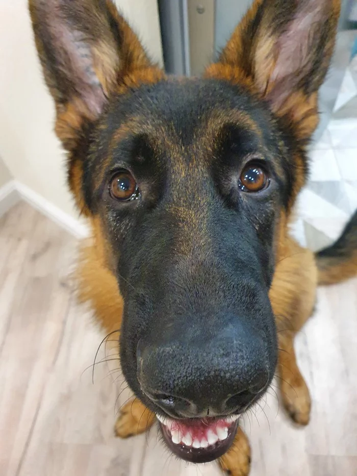 Tasting failed - My, Dog, German Shepherd, Puppies, Training, Tasting, Milota, Longpost