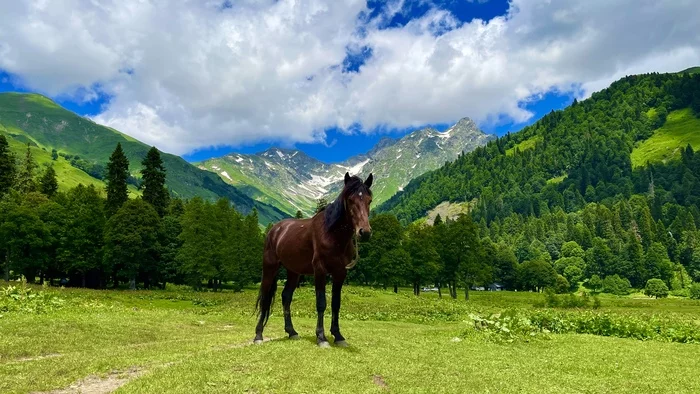 ,,Альпийские луга’’ Абхазия - Моё, Мобильная фотография, Животные, Горы, Абхазия