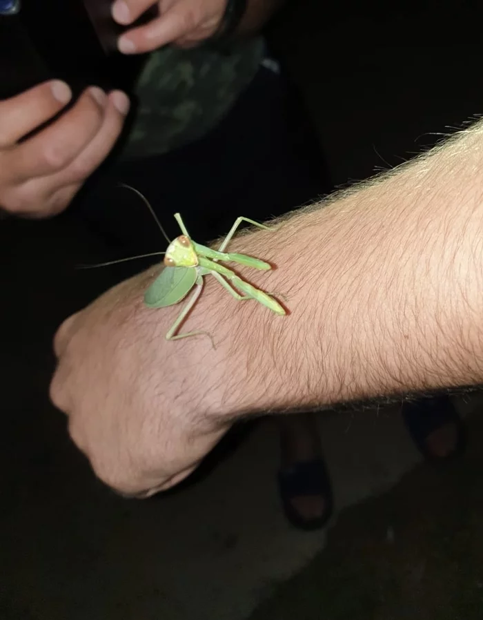 Mantis - My, Mantis, Insects