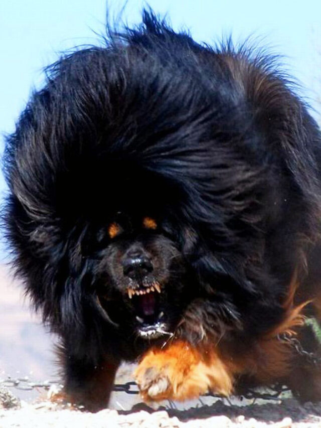 admiration, definitely - Dog, Tibetan mastiff, beauty, Power, Comments on Peekaboo, Screenshot, Longpost