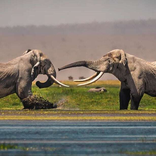 spat - Elephants, Mammals, Animals, Wild animals, wildlife, Nature, National park, Africa, The photo, Water