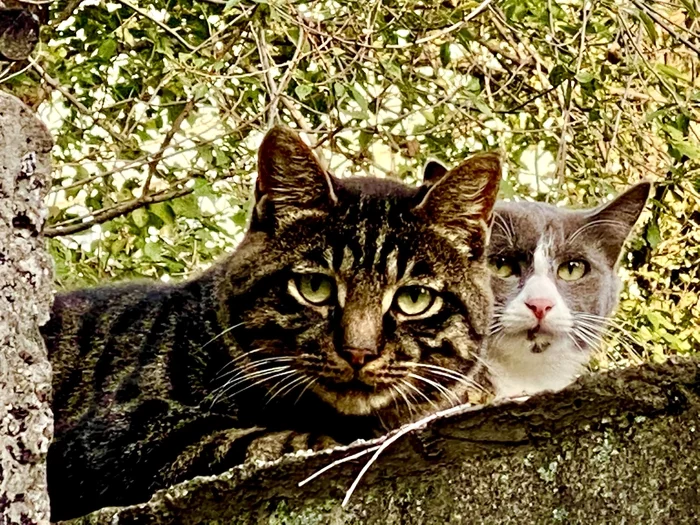 Who do these two look like? - My, cat, Sight