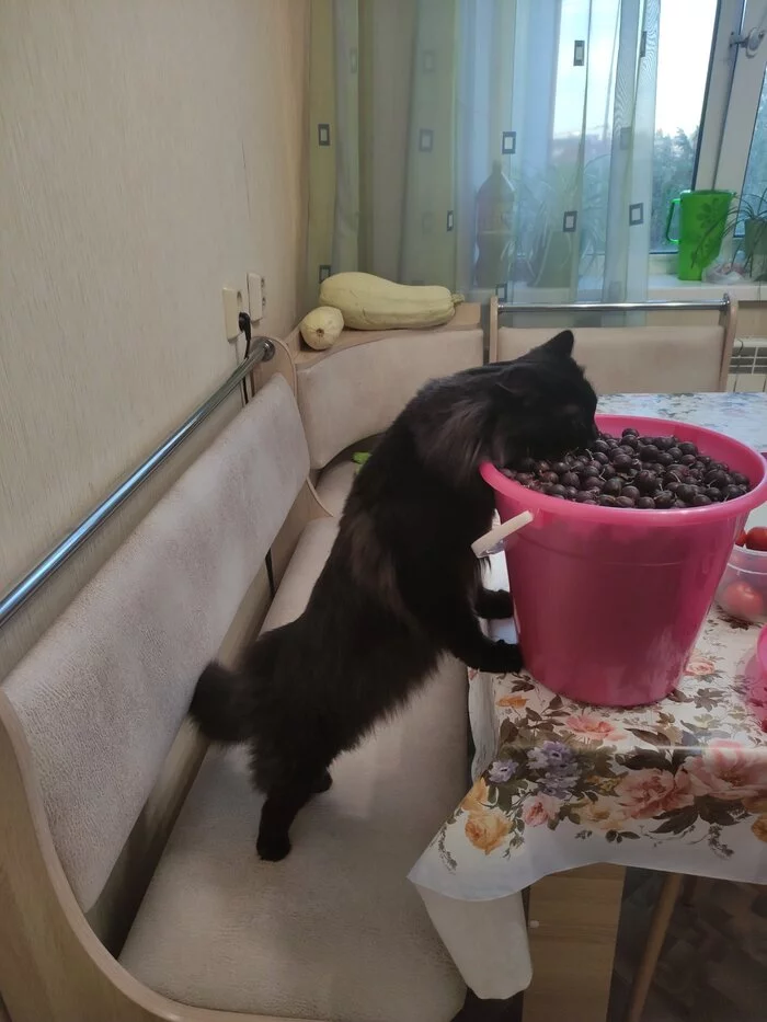 gooseberry catmania - My, Zucchini, cat, Black cat, Gooseberry, Longpost