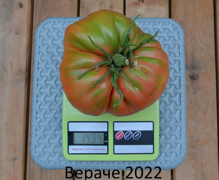 1.5 kilos of pleasure - My, Tomatoes, Garden, Longpost