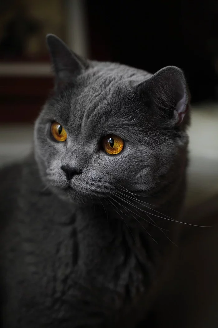 Top's of the Pop's - My, cat, British cat, Portrait, Pets