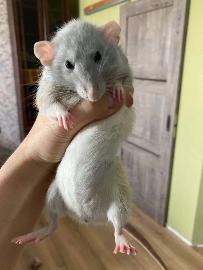 Poor hungry rat - My, Decorative rats, Milota, Pets, Rat dumbo