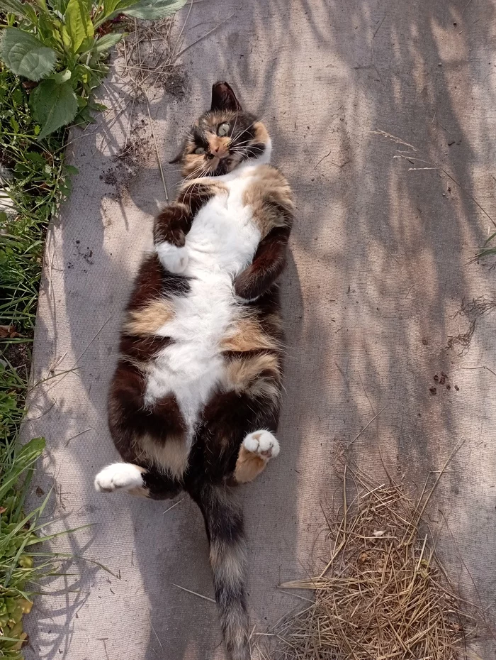 What are you staring at? Have you ever seen a woman sunbathe? - My, cat, Summer, Dacha, Pets, Tricolor cat