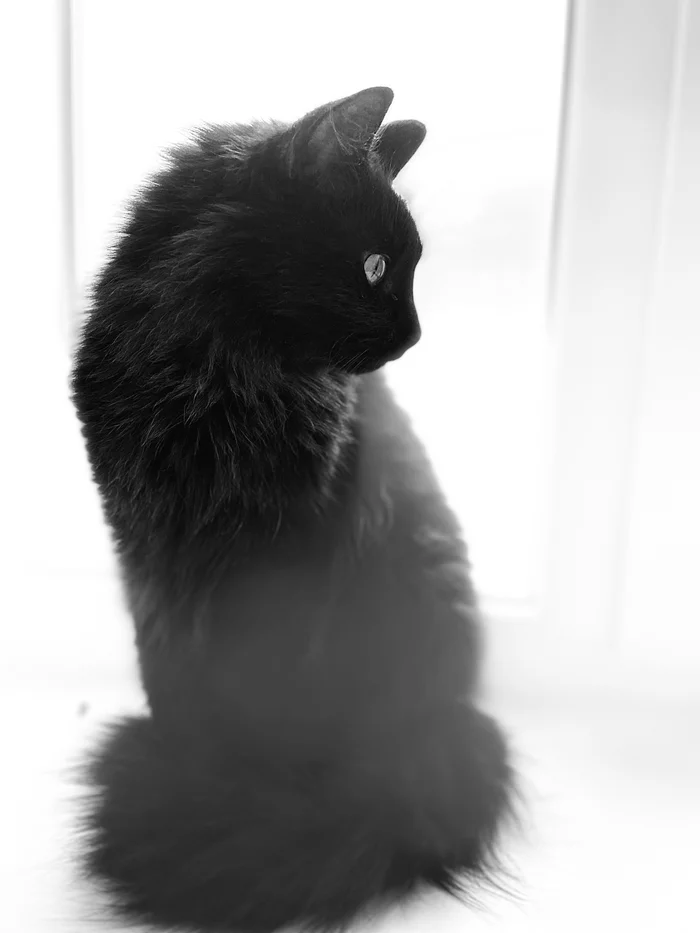 catpost - My, Black cat, Black and white photo, Pets, cat