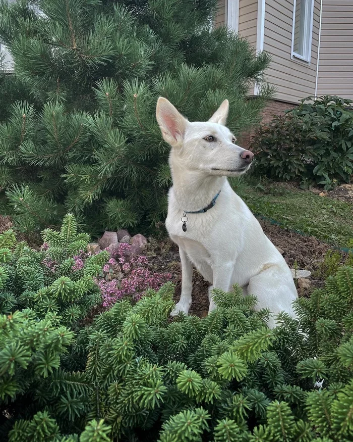 Main decoration - My, Pets, Dog, Cur, Conifers, Gardening, Fir, Pine, Gracefulness