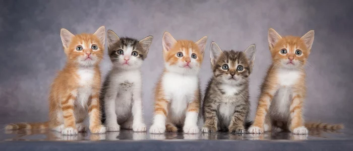 Kittens - Nuts are looking for a home - No rating, Longpost, cat, Fluffy, In good hands, Moscow, Moscow region, Cat family