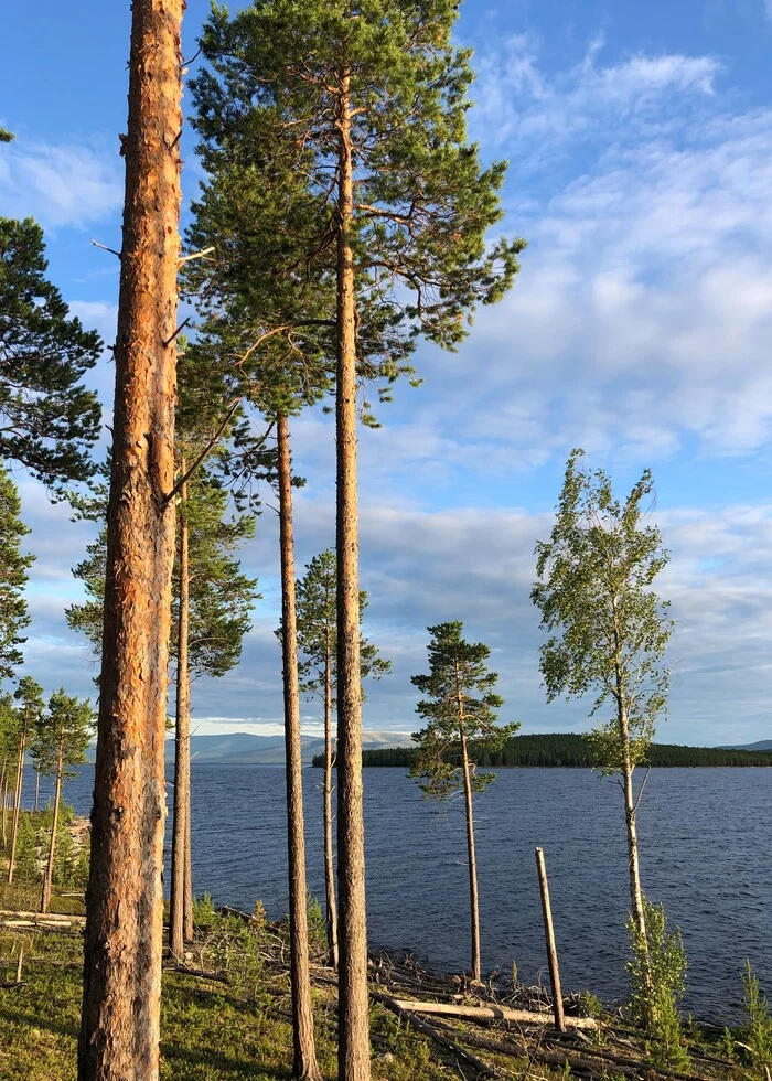 Northern forests in your feed - My, Travels, Travel across Russia, Lake, Kola Peninsula, Tourism, Hike, Карелия, Tent, Camping, Туристы, Mobile photography, Longpost, The photo