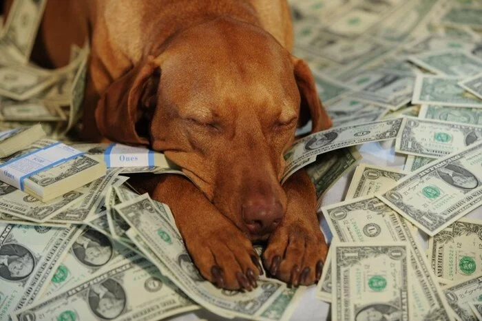 In a pretty penny doggy - My, Dog, Budget, A responsibility, Pets, Money, Care, Content, We count ourselves