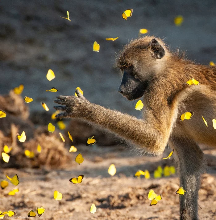 Butterflies fly, butterflies - Baboons, Baboon, Primates, Mammals, Animals, Butterfly, Insects, Wild animals, wildlife, Nature, National park, South Africa, The photo