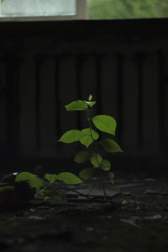 Nature will always find its way - My, Canon, Beginning photographer, Abandoned, Longpost