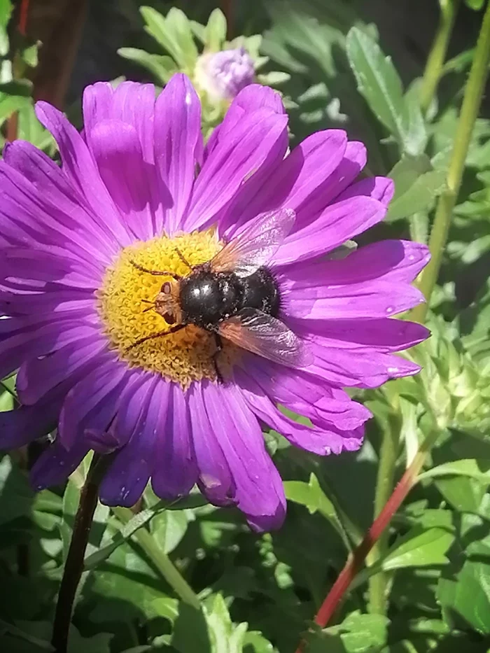 Just Flies - My, Flowers, Муха, The photo, Garden, Autumn