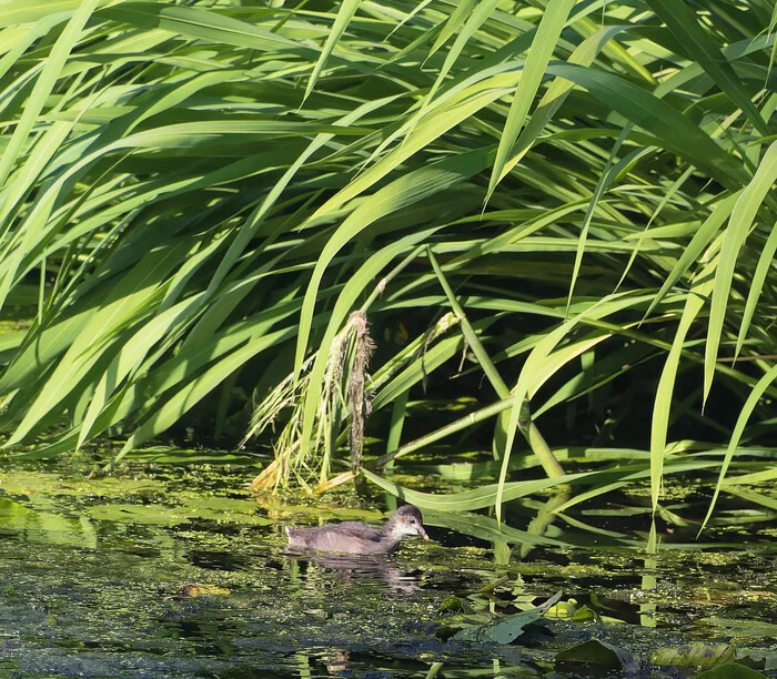 If there is no water in the tap - My, Nature, The nature of Russia, Birds, Photo hunting, beauty of nature, Predator birds, Ornithology, Hobby, Summer, Klyazma, River, Pond, The photo, August, Video, Longpost