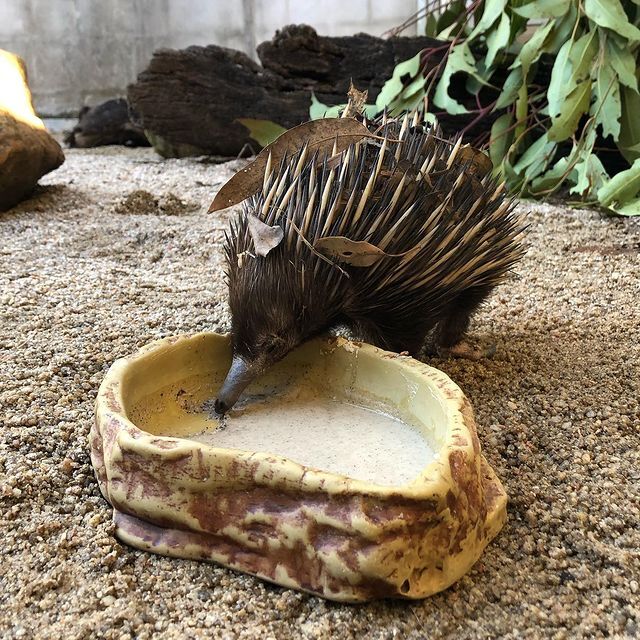 echidnas - Echidna, Mammals, Animals, Wild animals, Zoo, The photo, Longpost