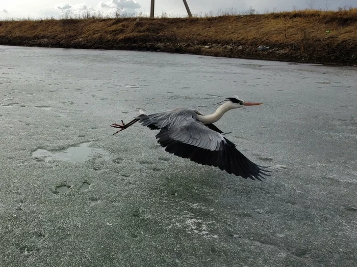 Probably a heron - My, Birds, Gray heron, Heron, Water, Longpost