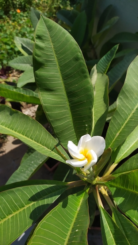 In the edge of the frangipani - My, plumeria, Houseplants, Flowers, Longpost