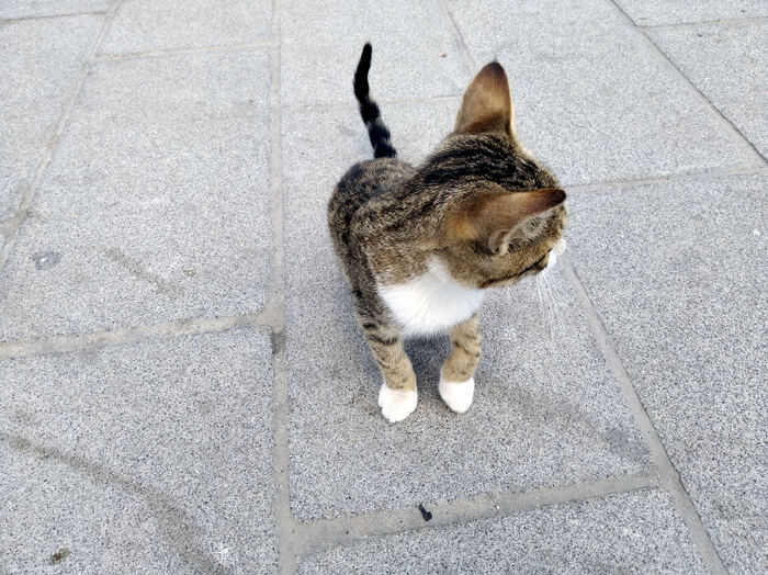 10 вещей, которые произвели на меня впечатление в Стамбуле Стамбул, Турция, Путешествия, Туризм, Длиннопост 10 вещей, которые произвели на меня впечатление в Стамбуле Стамбул, Турция, Путешествия, Туризм, Длиннопост