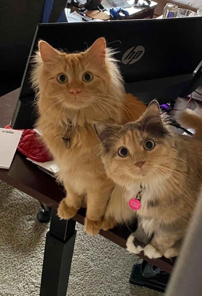 Двойная милота