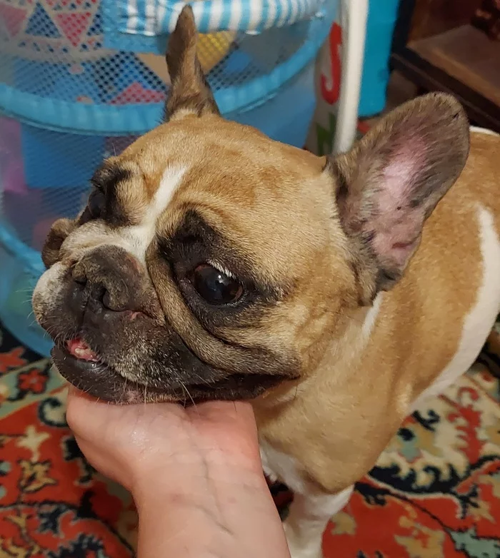 French bulldog found in Moscow region on Minsk highway - My, Lost, Helping animals, Found a dog, French Bulldog, Longpost, Dog, No rating, Moscow, Подмосковье