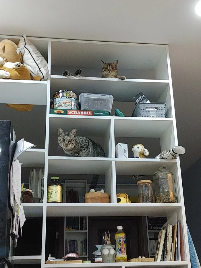 Kotopolka - My, cat, Bookshelf