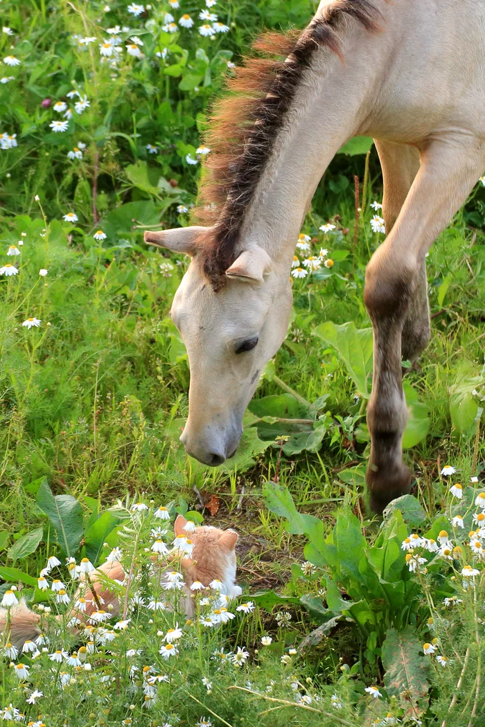 Contact - My, The photo, Nature, cat, Horses, Southern Urals, Canon 6d, Tamron