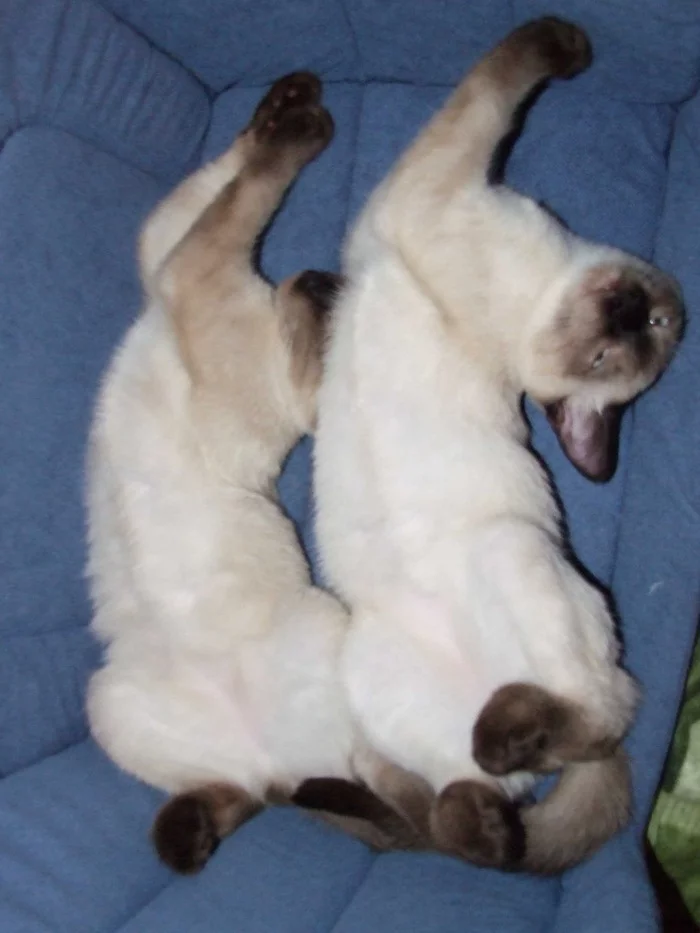 Synchronized sleep - My, The photo, cat, Thai cat, Pets, Dream, Brothers