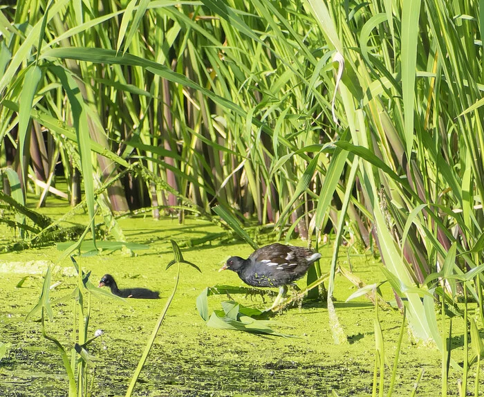 water chicken - My, Hobby, Photo hunting, Birds, Ornithology, Nature, Chick, Moorhen