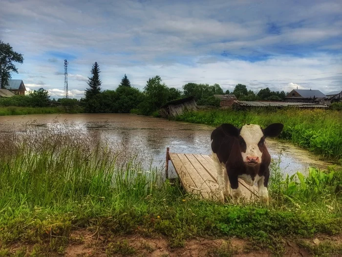 Harsh villagers. Tomsk region, with. Bakchar - My, Village, Cow, Bull, Mobile photography, Photographer, Grass, Water, beauty, Nature, Rustic style