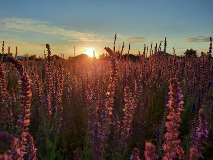 Voronezh region, warm sunset - My, Nature, Summer, The photo, Photographer, Flowers, Sunset, Voronezh region