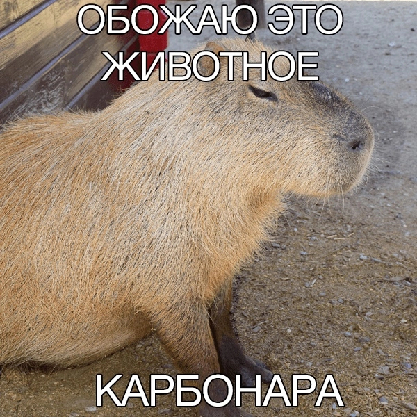 How cute are these copypastas? - Humor, Picture with text, Capybara, Carbonara, Strange humor, Animals, Name