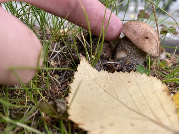 As I saw a lot of mushrooms and did not collect a single one - My, Mushrooms, Blueberry, Forest, Jogging, Evening, Cones, Cedar, Good weather, North, Longpost